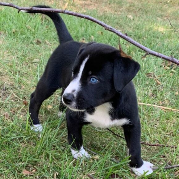 Blue Eyed Puppy - Picture 8 of 8